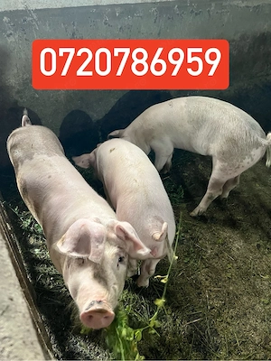Vand soldani porci purcei