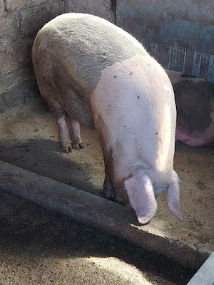 Porci de vânzare  - imagine 2