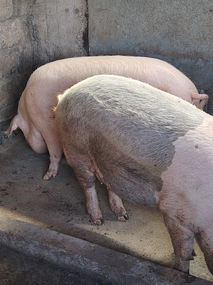 Porci de vânzare 