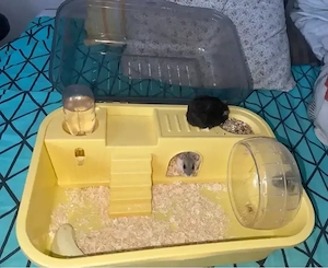 hamsteri pitici 