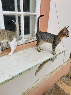 Ofer pentru adopție pisoi - imagine 5