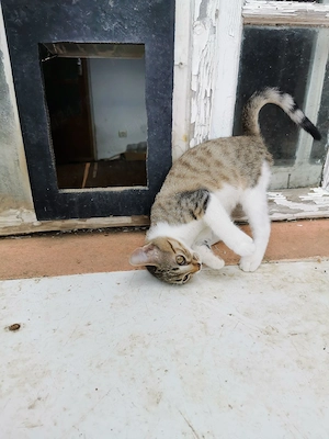 Ofer pentru adopție pisoi - imagine 4
