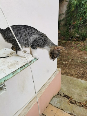 Ofer pentru adopție pisoi - imagine 3