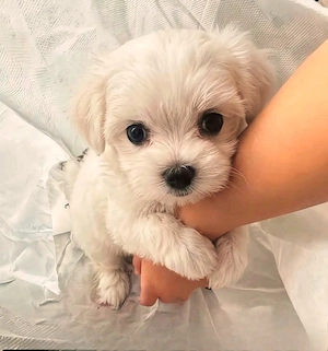 Bichon maltez mini toy