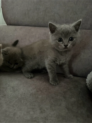 vand pui British Shorthair  - imagine 3