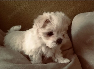 Bichon maltez mini toy 