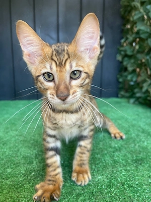 Pisicuță de rasă Toyger