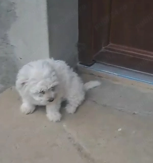 bichon maltez băiat  - imagine 2
