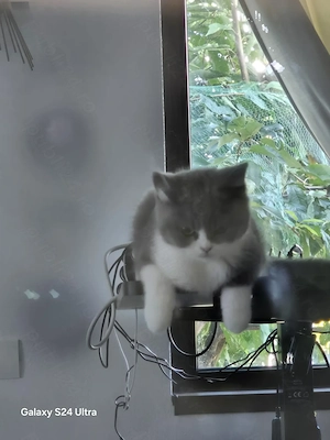 British shorthair, puiuț disponibili - imagine 5