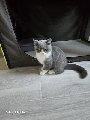 British shorthair, puiuț disponibili - imagine 4