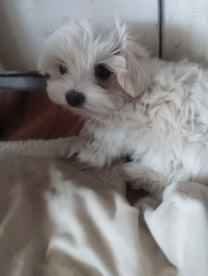 Pui bichon maltez de vanzare - imagine 4