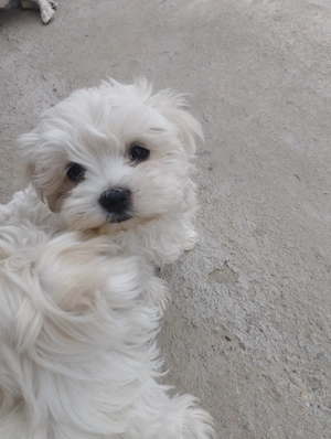 Pui bichon maltez de vanzare - imagine 2