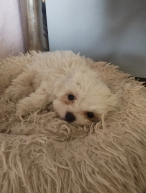 Pui bichon maltez de vanzare - imagine 3