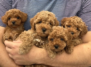 Firma Autorizata vindem Poodle Toy Apricot, calitate deosebita, rasa hipoalergenica