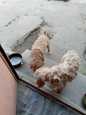 Vand femela și mascul din rasa pudel( caniche ) - imagine 4