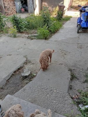 Vand femela și mascul din rasa pudel( caniche ) - imagine 5