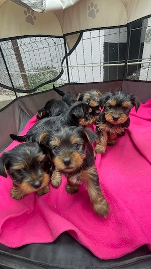 Vand Puiuti Yorkshire Terrier 