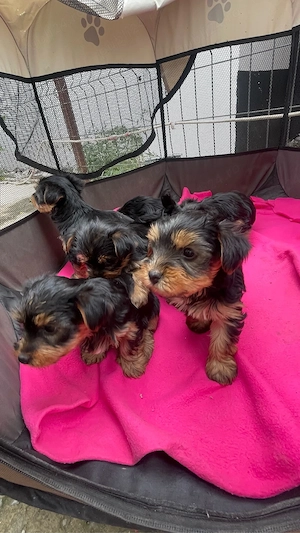 Vand Puiuti Yorkshire Terrier  - imagine 2