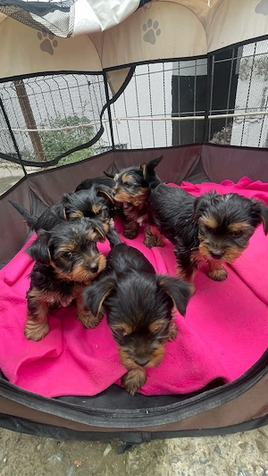 Vand Puiuti Yorkshire Terrier  - imagine 3