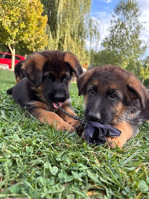 Pui Ciobănesc German cu pedigree exceptional - masculi si femele - Canisa Aus Dem Schessburg - imagine 3
