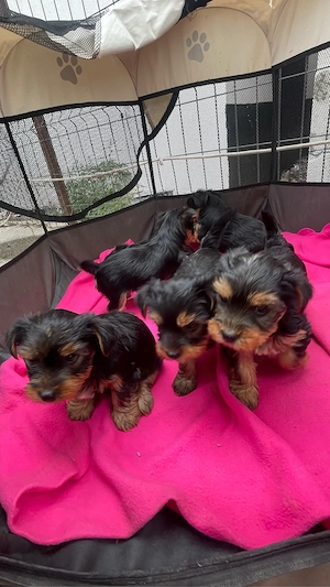 Vand Puiuti Yorkshire Terrier  - imagine 4
