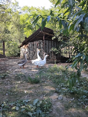 Gâste de vanzare