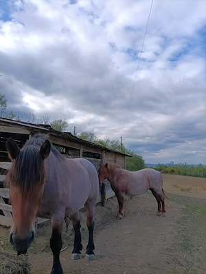 Animale de Rasă Mixtă.