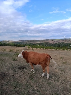 Animale de Rasă Mixtă. - imagine 3