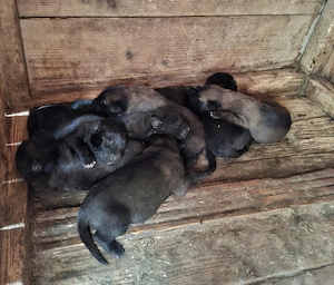 Ciobanesc belgian malinois cu Pedigree!