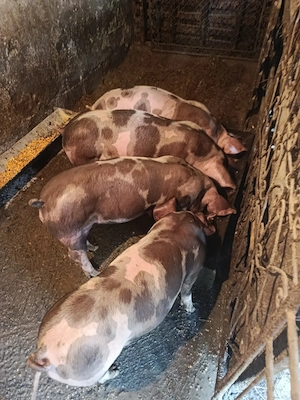 porci de vânzare 