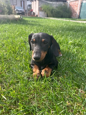 Pui Teckel (Dachshund) negru cu maro