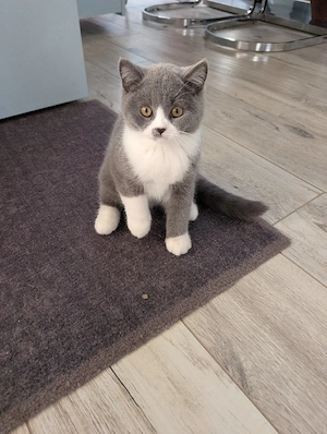Puiuti british short hair