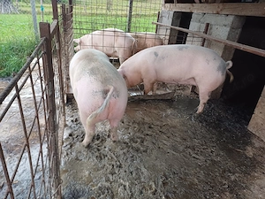 porci de vanzare !!! - imagine 2