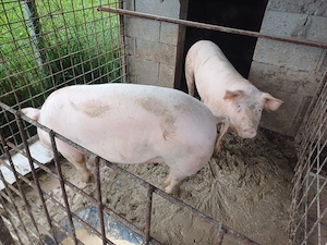 porci de vanzare !!! - imagine 3