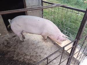 porci de vanzare !!! - imagine 4