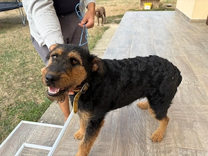 Femala Jagd terrier jagdterrier