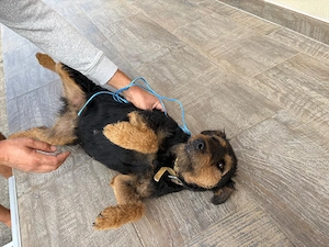 Femala Jagd terrier jagdterrier - imagine 5