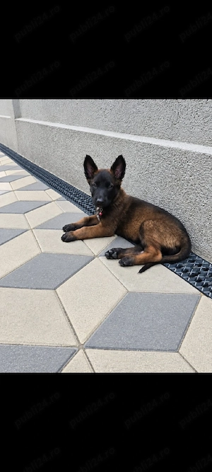 Ciobanesc Belgian Malinois