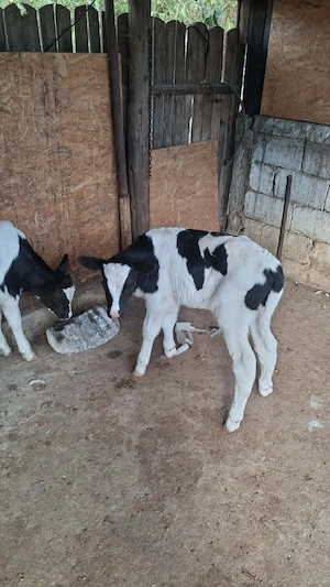 taurasi de o săptămână 