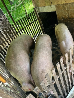 porci de vanzare  - imagine 2