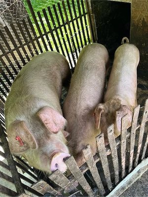porci de vanzare 