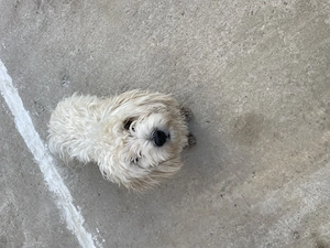 Bichon maltez și 