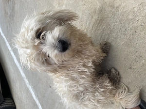 Bichon maltez și  - imagine 2