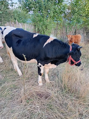 Vițel de vânzare 