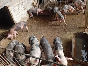 vand porci 