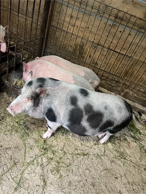 porci porci