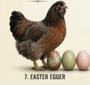 Ameraucana   Easter eggers cocosi de vanzare - imagine 3
