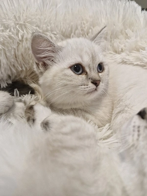 British shorthair