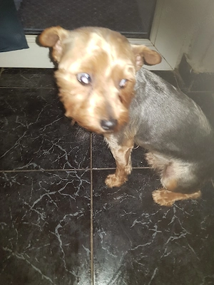 yorkshire terrier
