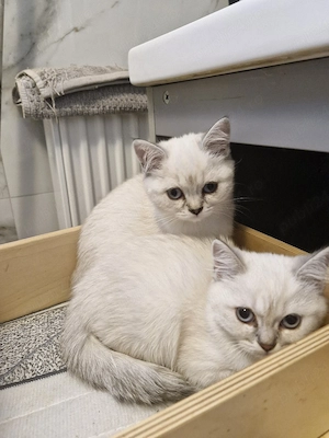 British shorthair
